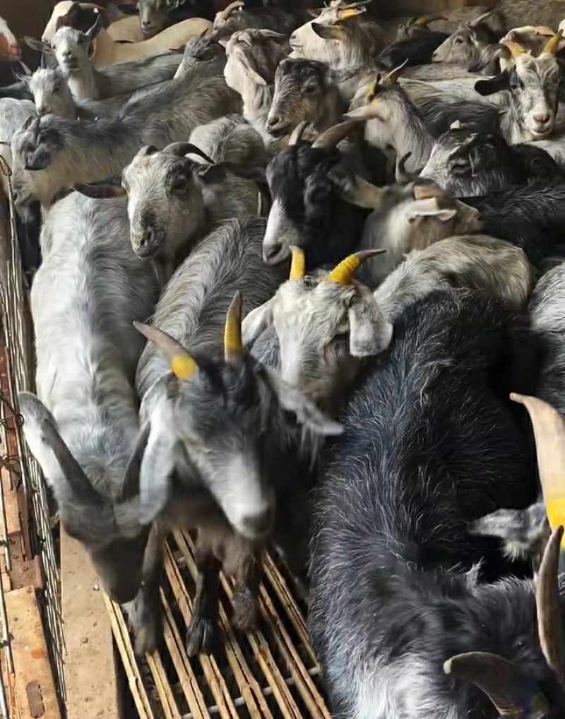 青山羊母羊青山羊种公羊青山羊羊羔青山羊常年出售