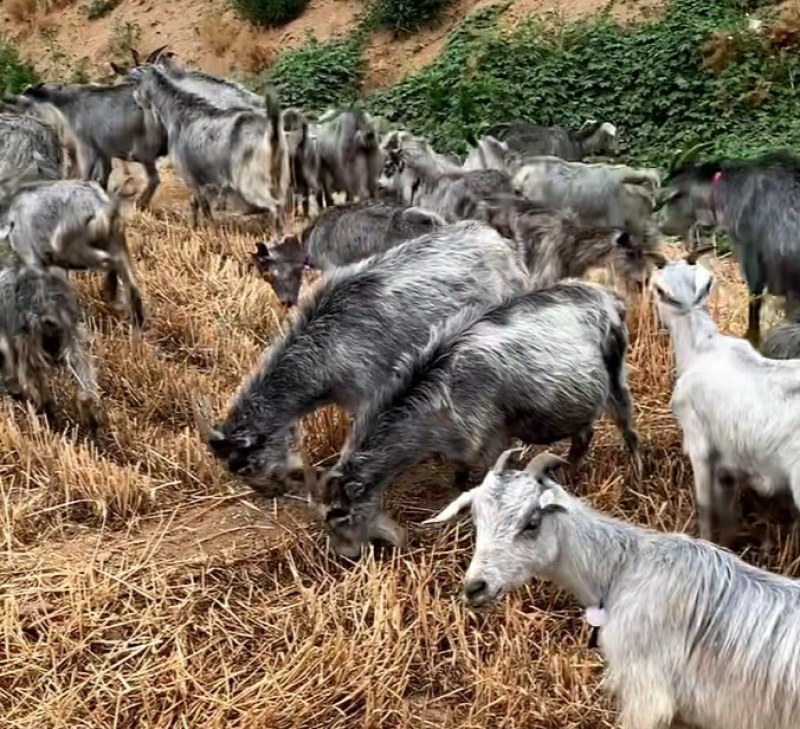 青山羊母羊青山羊种公羊青山羊羊羔青山羊常年出售