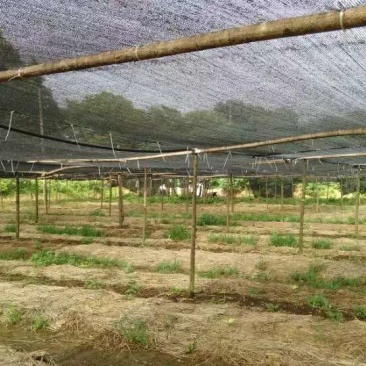 蚯蚓（用途垂钓鱼饵、蚯蚓养殖种苗、特养水产饲喂）