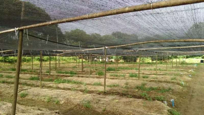 蚯蚓（用途垂钓鱼饵、蚯蚓养殖种苗、特养水产饲喂）