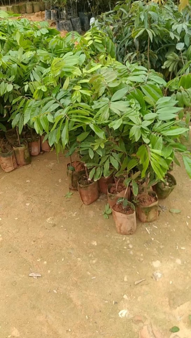 石夹龙眼杯苗嫁接两年苗产量高带原土杯出货叶色靓