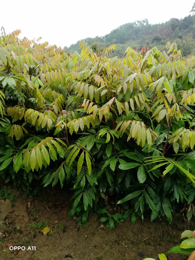 石夹龙眼杯苗嫁接两年苗产量高带原土杯出货叶色靓