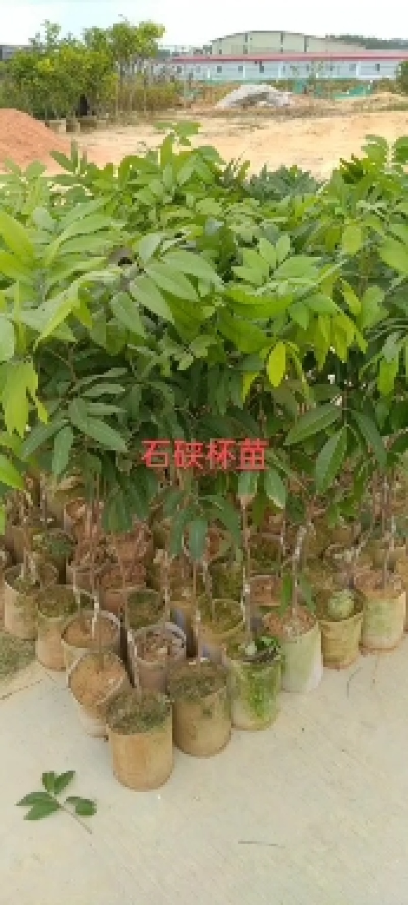石夹龙眼杯苗嫁接两年苗产量高带原土杯出货叶色靓
