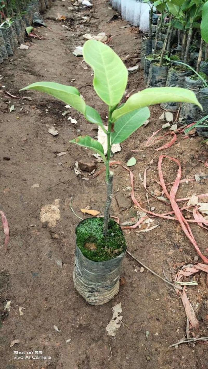 榴莲苗树苗正品嫁接榴莲蜜树苗带土带叶发货南方水果树苗