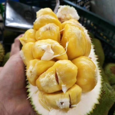 榴莲苗树苗正品嫁接榴莲蜜树苗带土带叶发货南方水果树苗