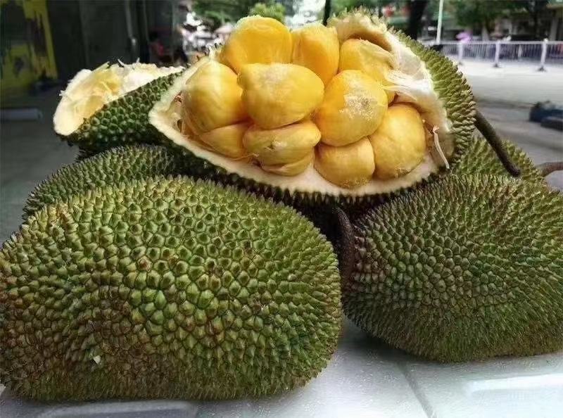 榴莲苗树苗正品嫁接榴莲蜜树苗带土带叶发货南方水果树苗