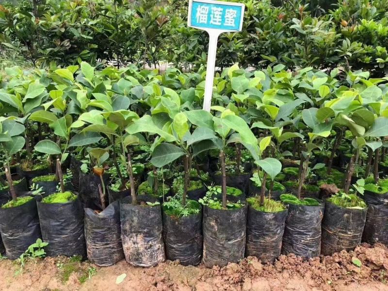 榴莲苗树苗正品嫁接榴莲蜜树苗带土带叶发货南方水果树苗