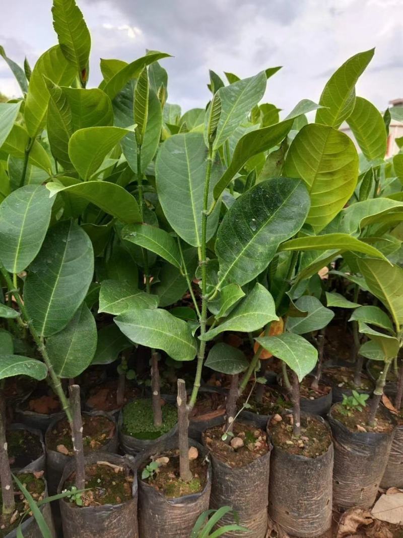 榴莲苗树苗正品嫁接榴莲蜜树苗带土带叶发货南方水果树苗