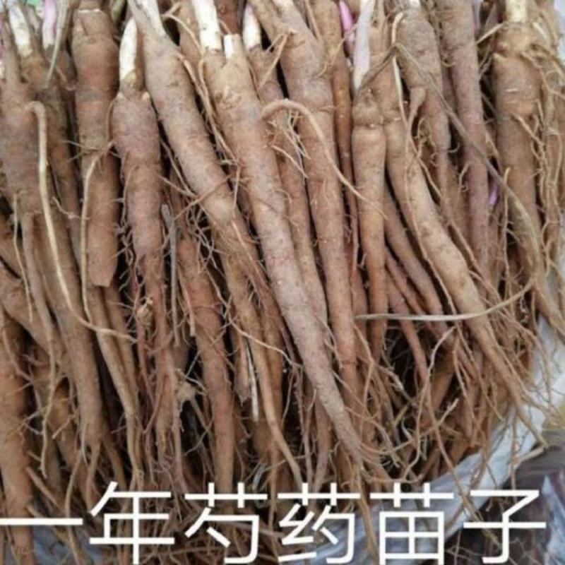优质赤芍苗1-4年芍药苗保证成活现挖现发一手货源量大
