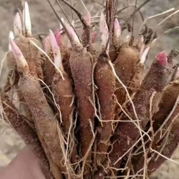 优质赤芍苗1-4年芍药苗保证成活现挖现发一手货源量大