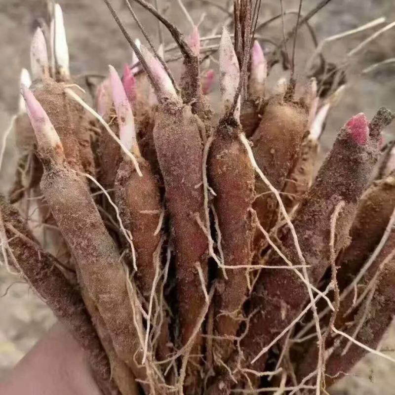 优质赤芍苗1-4年芍药苗保证成活现挖现发一手货源量大