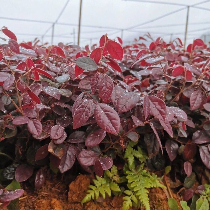 红花继木苗庭院园林四季常青绿化苗木红花继木树