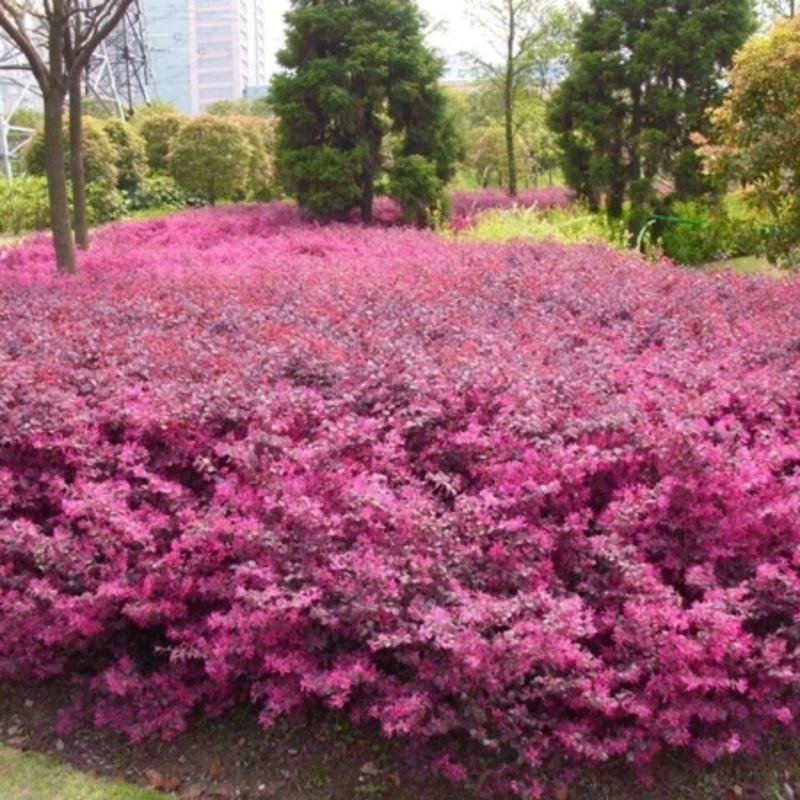 红花继木苗庭院园林四季常青绿化苗木红花继木树