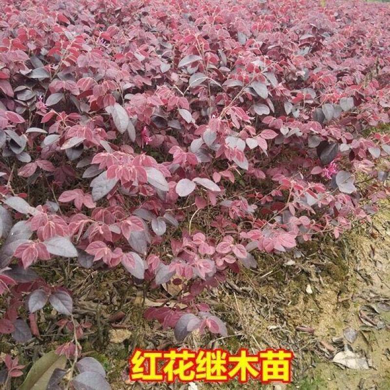 红花继木苗庭院园林四季常青绿化苗木红花继木树