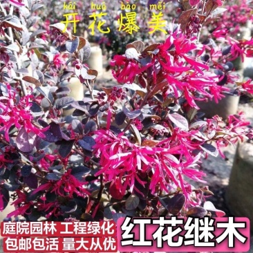 红花继木苗庭院园林四季常青绿化苗木红花继木树