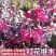 红花继木苗庭院园林四季常青绿化苗木红花继木树