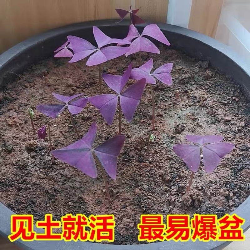 紫叶幸运草球根红花酢浆草蝴蝶三叶草种球根花卉盆栽