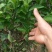 无核香水柠檬苗柠檬树苗食用，地栽杯栽都可以