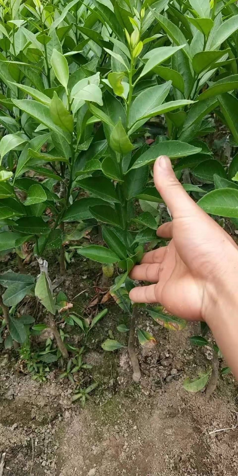 无核香水柠檬苗柠檬树苗食用，地栽杯栽都可以