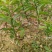 无核香水柠檬苗柠檬树苗食用，地栽杯栽都可以