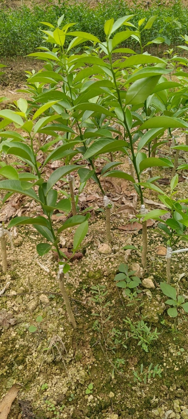 无核香水柠檬苗柠檬树苗食用，地栽杯栽都可以
