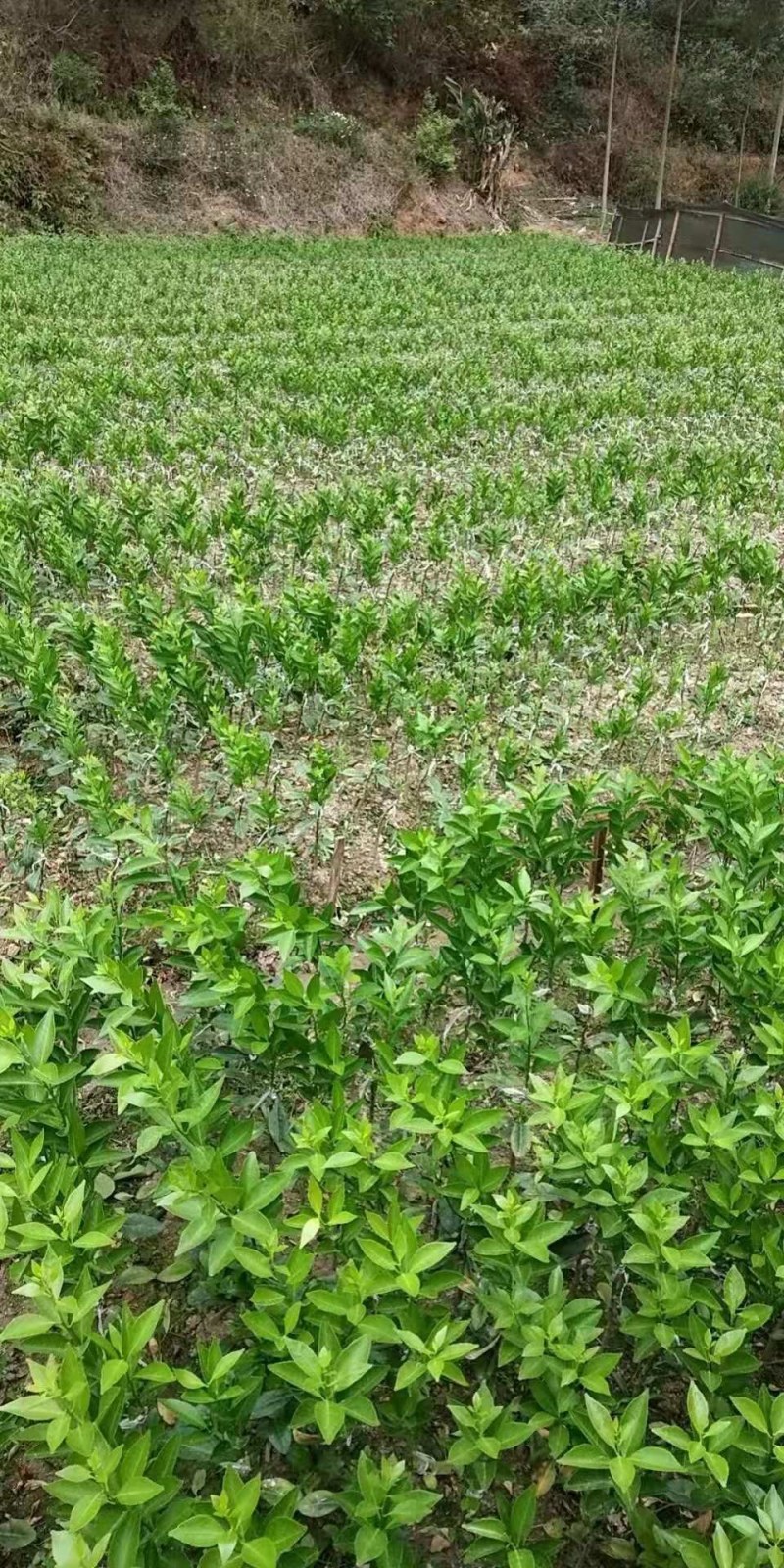 无核香水柠檬苗柠檬树苗食用，地栽杯栽都可以