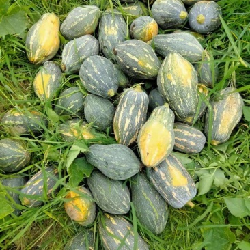 【精品】广东香芋南瓜大量上市,质量好价格低发全国欢迎咨询