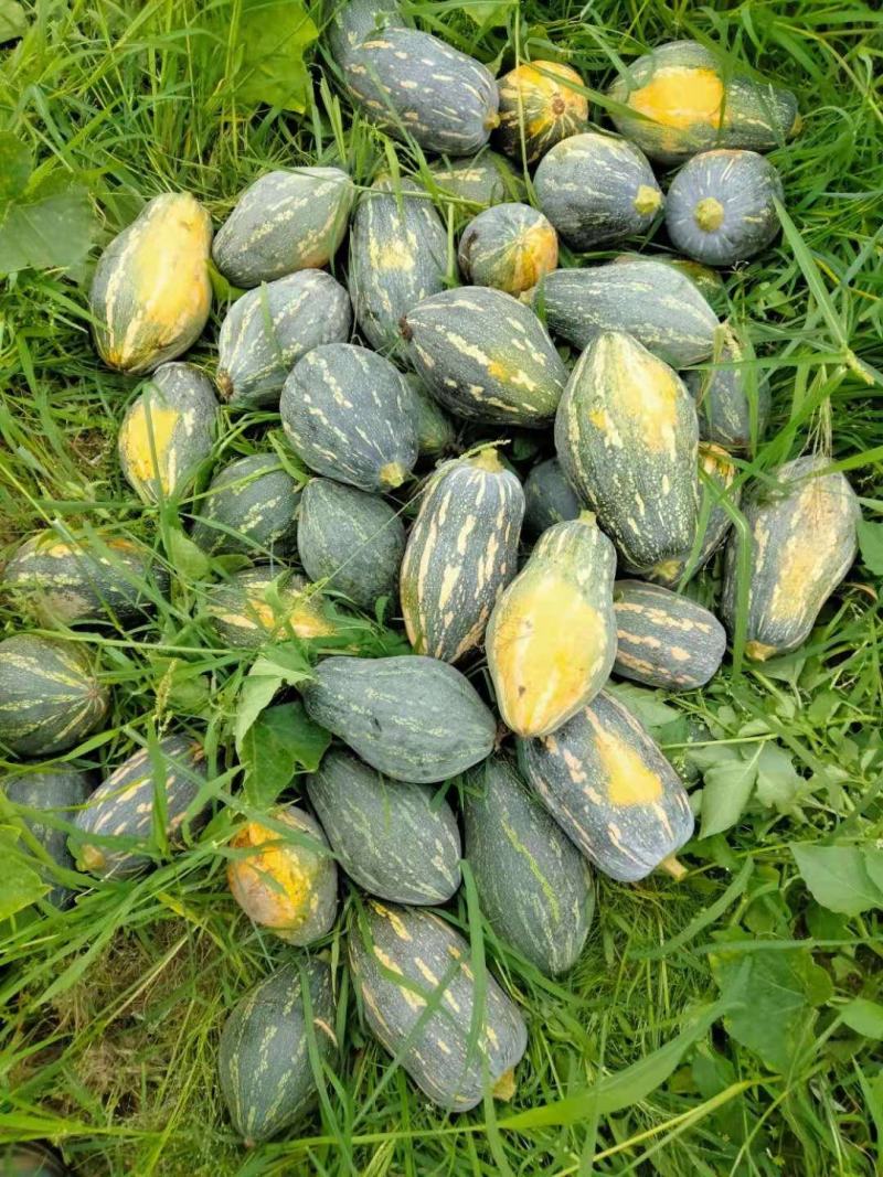 【精品】广东香芋南瓜大量上市，质量好价格低发全国欢迎咨询