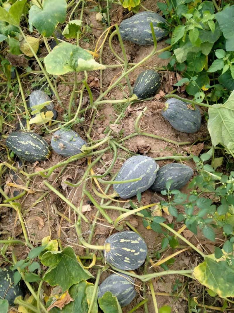 【精品】广东香芋南瓜大量上市，质量好价格低发全国欢迎咨询