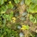 【精品】广东香芋南瓜大量上市,质量好价格低发全国欢迎咨询