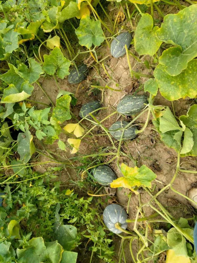 【精品】广东香芋南瓜大量上市，质量好价格低发全国欢迎咨询
