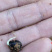 山豆根种子提供技术芽率95可货到付款包邮