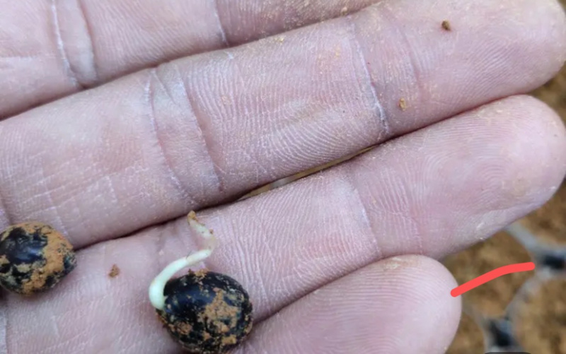 山豆根种子提供技术芽率95可货到付款包邮