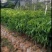 贵妃黄皮苗果肉清甜有大个，南北方都可以种植
