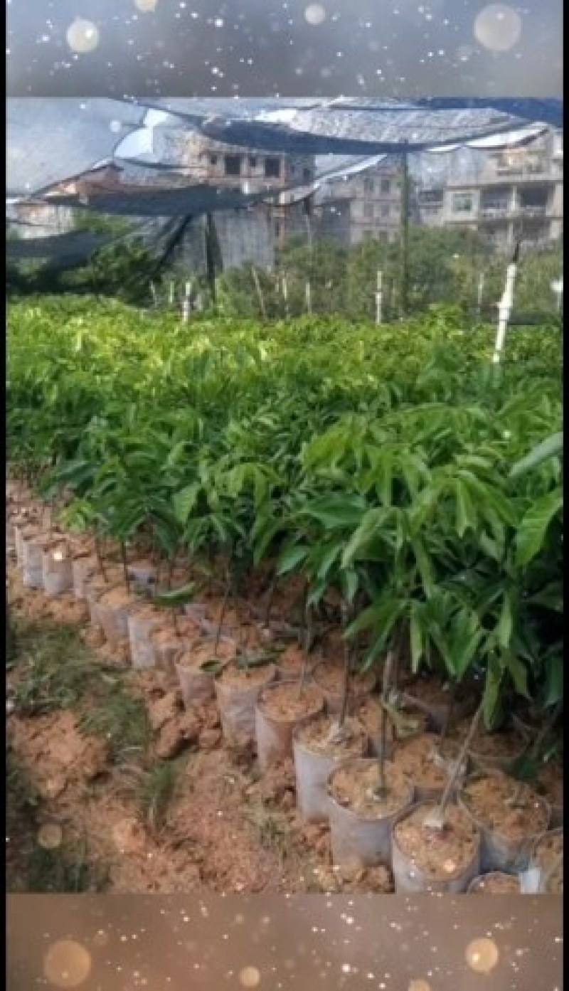 贵妃黄皮苗果肉清甜有大个，南北方都可以种植