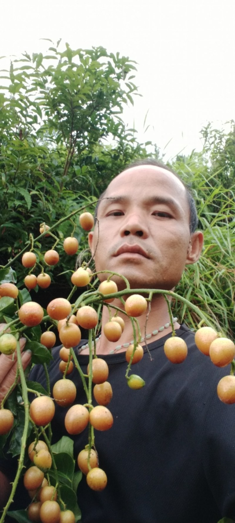 贵妃黄皮苗果肉清甜有大个，南北方都可以种植
