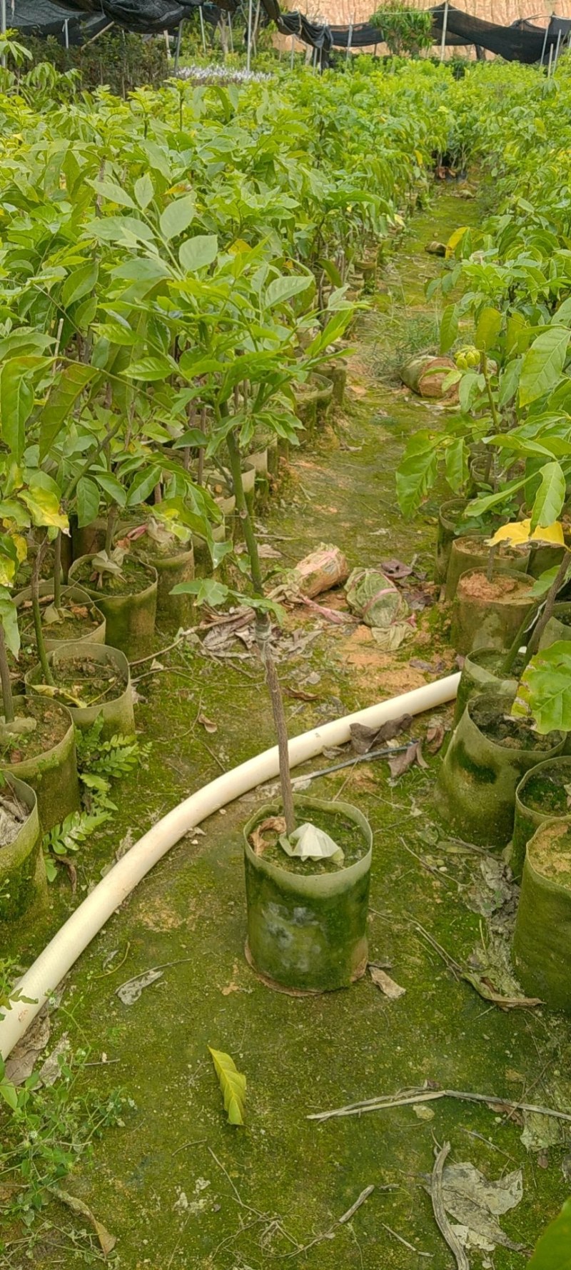 贵妃黄皮苗果肉清甜有大个，南北方都可以种植