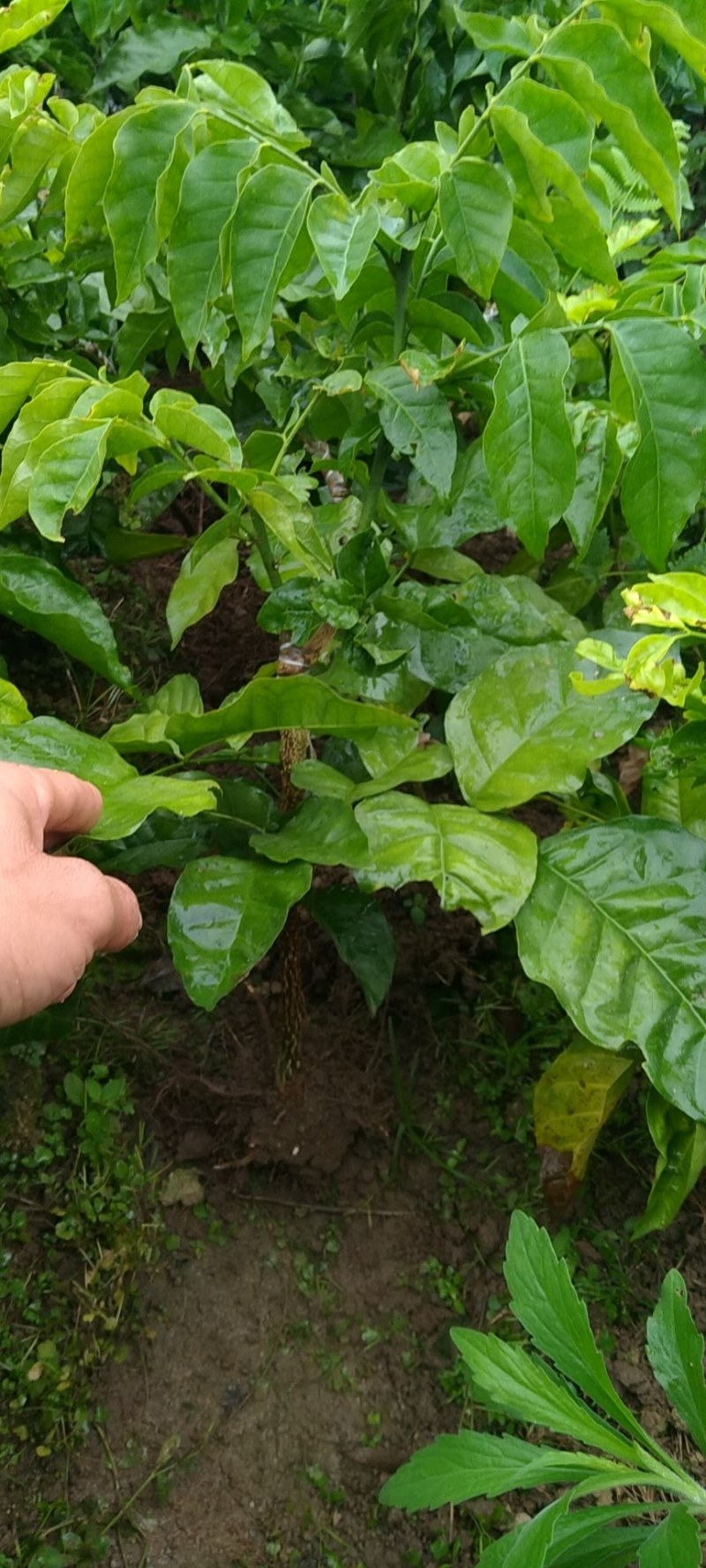 贵妃黄皮苗果肉清甜有大个，南北方都可以种植