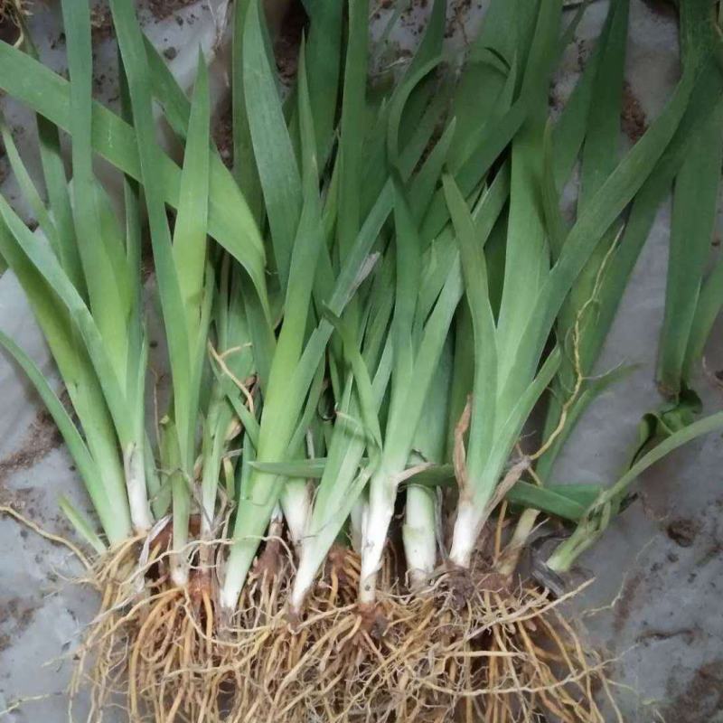 亳州射干苗观赏药用苗全程技术指导批发零售基地现货包成活