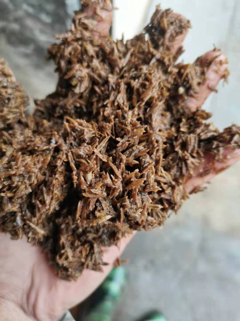 南昌鲜白酒糟长期大量供应价格实惠营养丰富