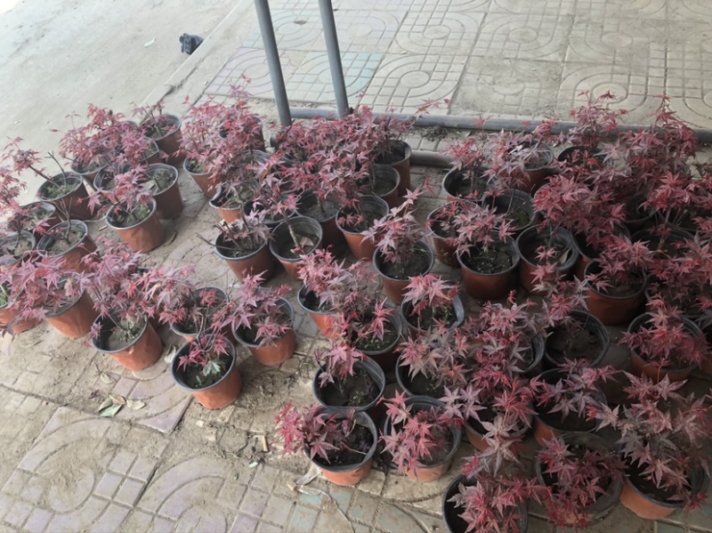 美国红枫种子提供技术芽率95可货到付款包邮