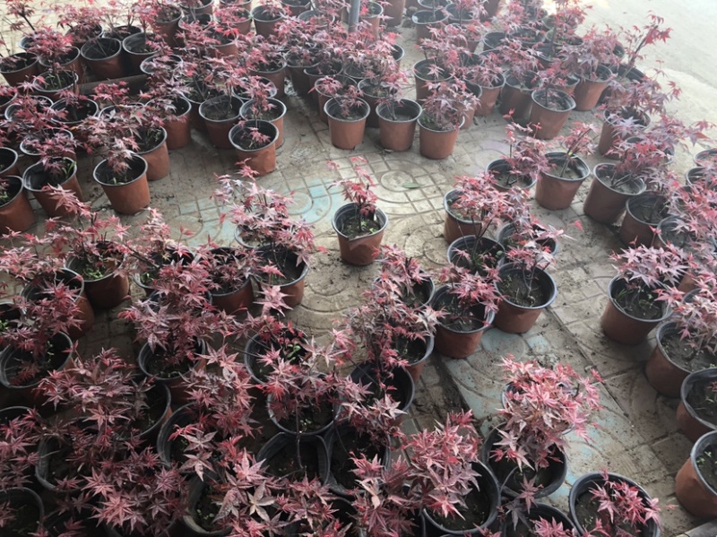 美国红枫种子提供技术芽率95可货到付款包邮