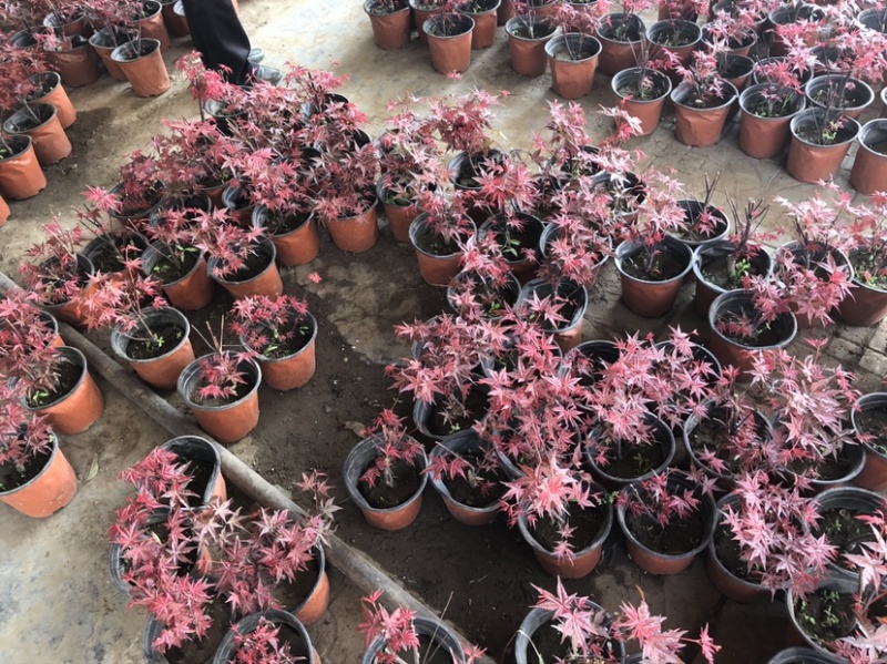 美国红枫种子提供技术芽率95可货到付款包邮