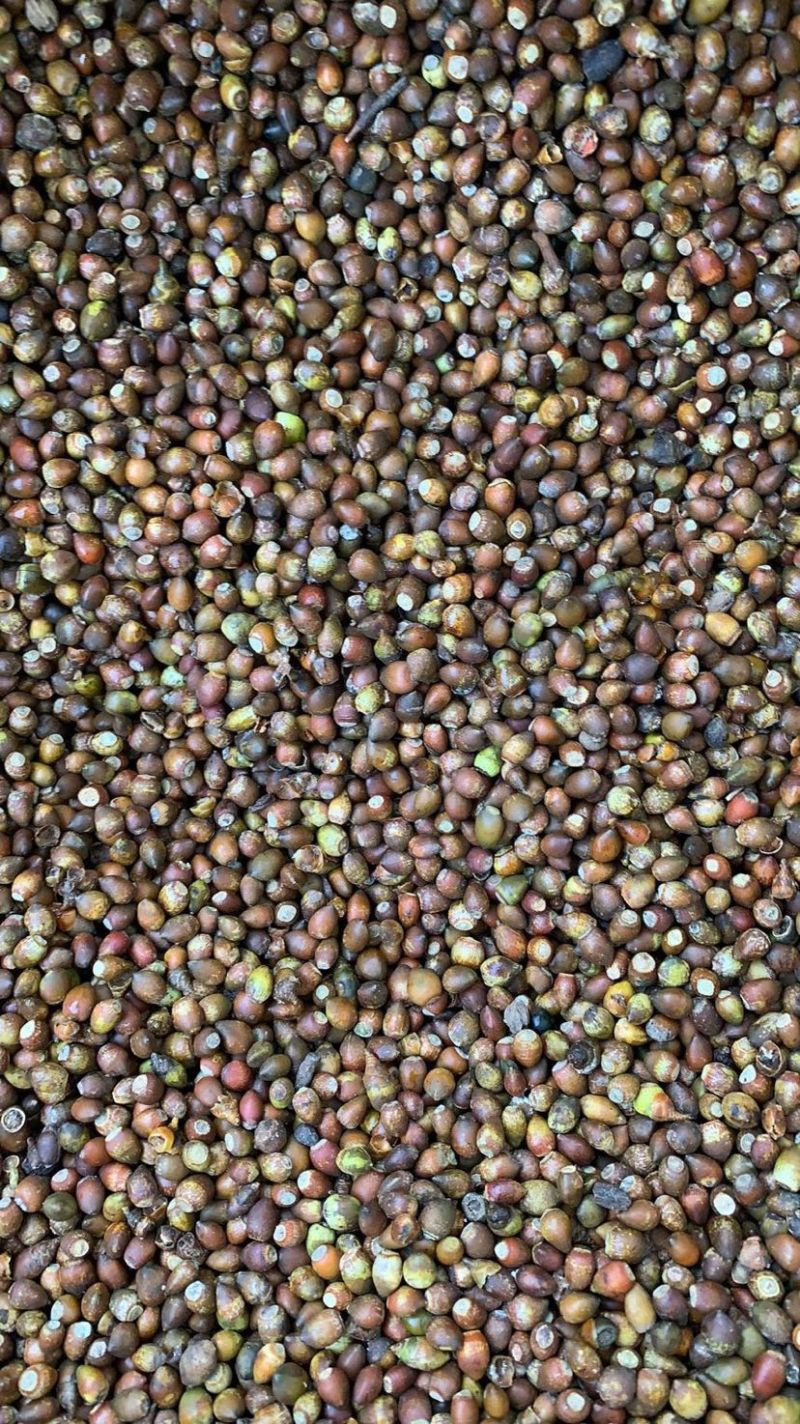 红豆杉种子芽率95赠送催芽药剂可货到付款包邮