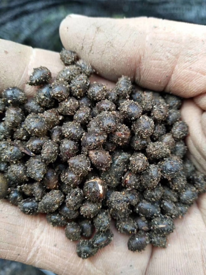 红豆杉种子芽率95赠送催芽药剂可货到付款包邮