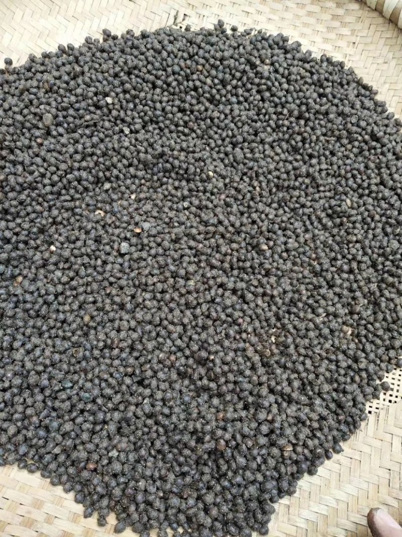 红豆杉种子芽率95赠送催芽药剂可货到付款包邮