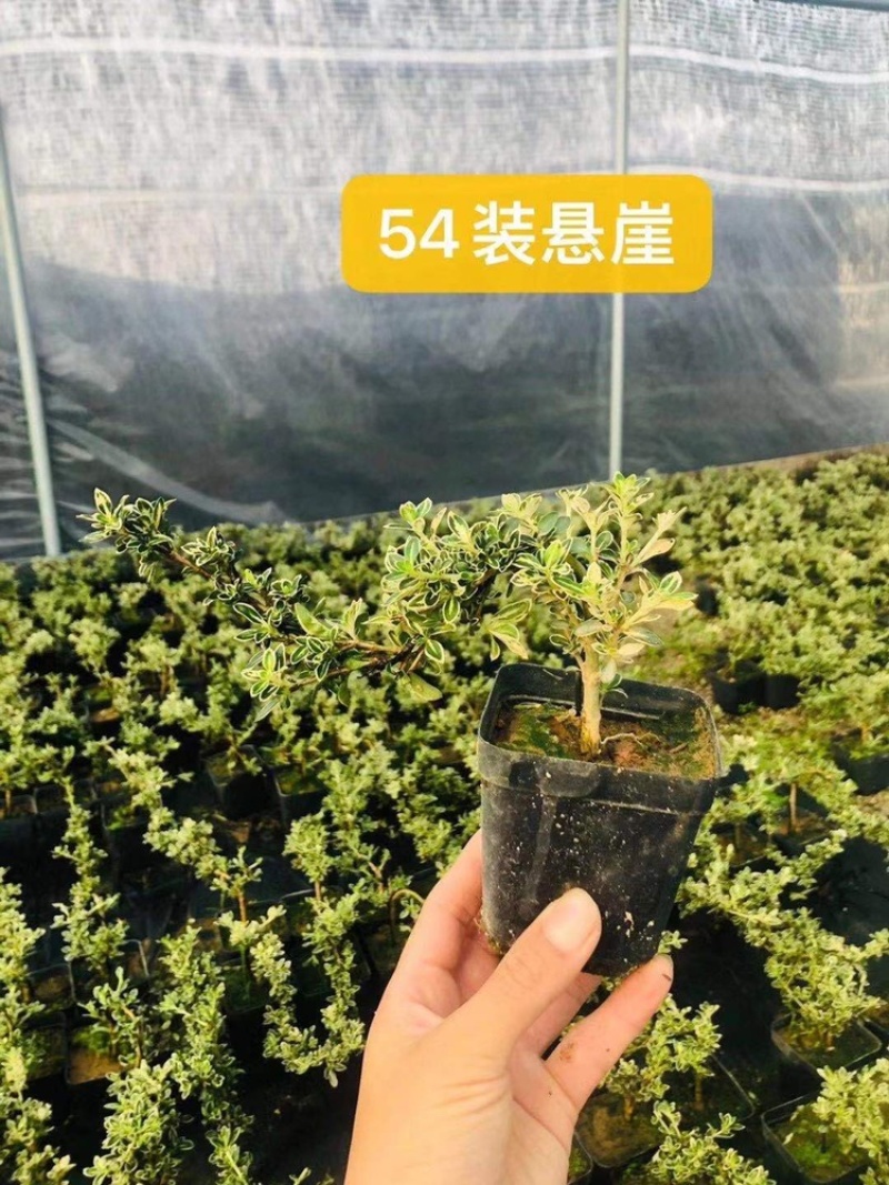 六月雪造型悬崖带盆整箱批发基地直销