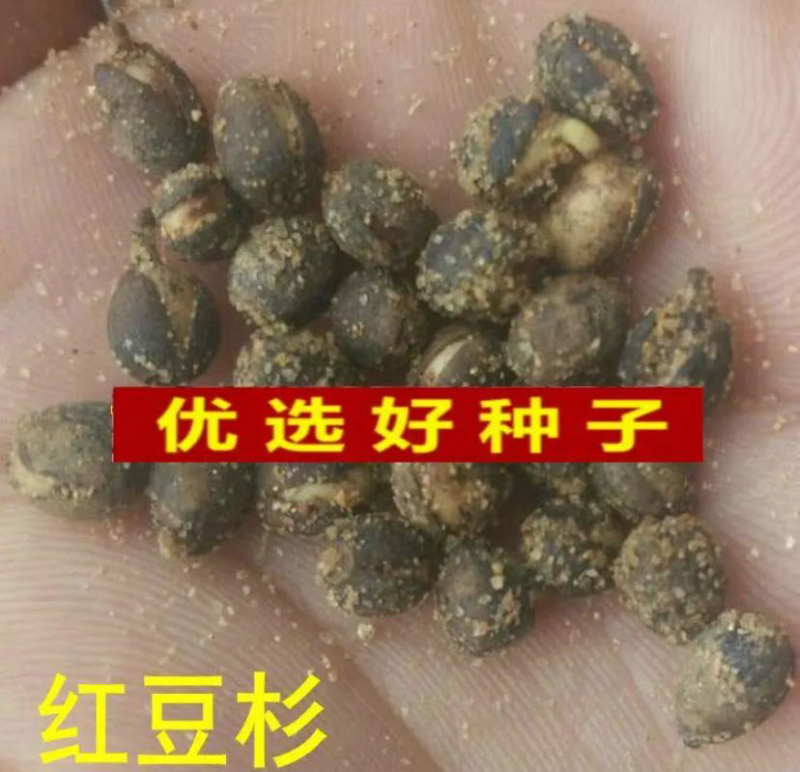 红豆杉种子芽率95赠送催芽药剂可货到付款包邮