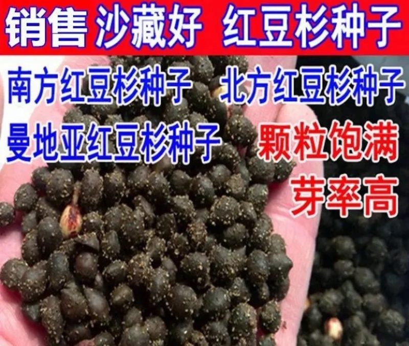 红豆杉种子芽率95赠送催芽药剂可货到付款包邮