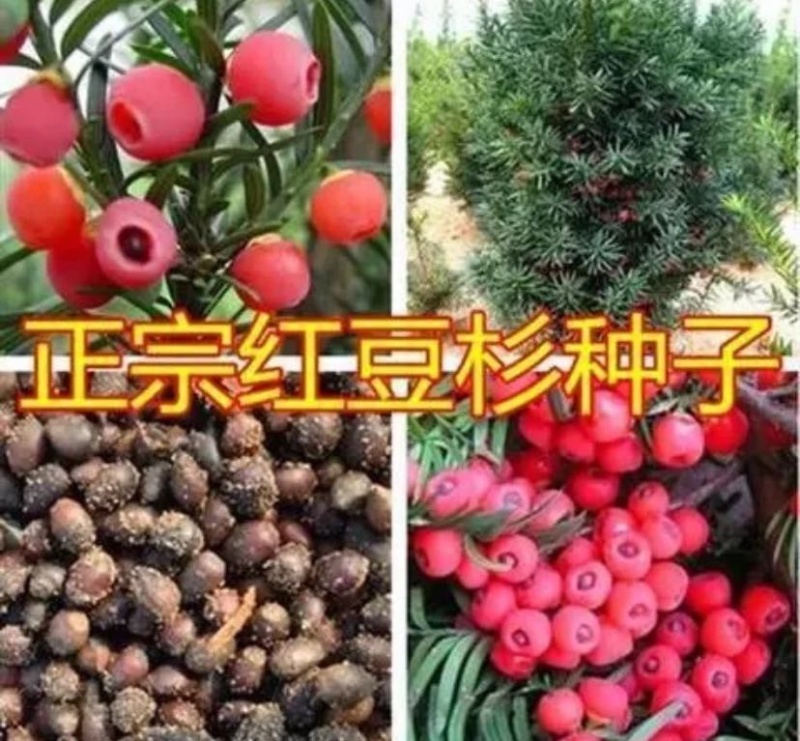红豆杉种子芽率95赠送催芽药剂可货到付款包邮
